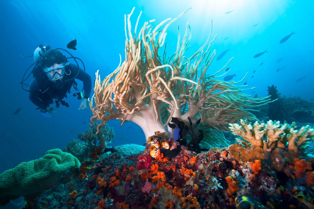 Diving Spot Terbaik di Karang Bokor