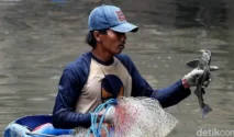 DKPKP Jakarta Luncurkan Langkah Komprehensif Kendali Ikan Sapu‑Sapu di Sungai Kota