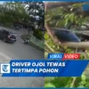 Driver Ojol Tewas Tertimpa Pohon di Palembang, Wali Kota Janji Evaluasi Pohon Rawan