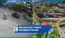 Driver Ojol Tewas Tertimpa Pohon di Palembang, Wali Kota Janji Evaluasi Pohon Rawan