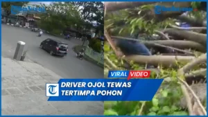 Driver Ojol Tewas Tertimpa Pohon di Palembang, Wali Kota Janji Evaluasi Pohon Rawan