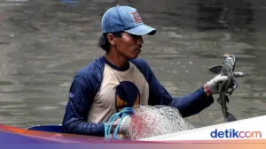 Dukungan Pram Soal Sapu-sapu Diburu demi Ekosistem Perairan