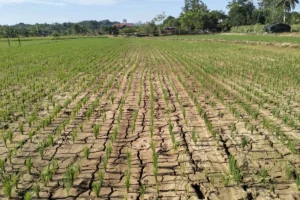 El Niño 2026 Mengancam Musim Kemarau Indonesia, Dampak pada Pertanian dan Badai Atlantik