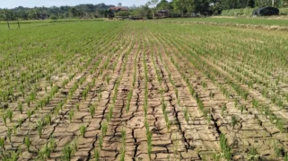 El Niño 2026 Mengancam Musim Kemarau Indonesia, Dampak pada Pertanian dan Badai Atlantik