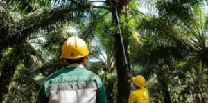 Emiten Sawit Indonesia Tertekan, Lippo Optimalkan Portofolio, AVIA Bagikan Dividen Besar