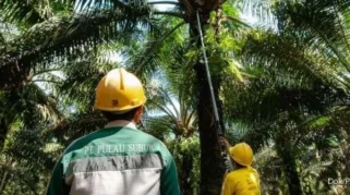 Emiten Sawit Indonesia Tertekan, Lippo Optimalkan Portofolio, AVIA Bagikan Dividen Besar