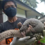 Gubernur Banten Perketat Pengawasan Usai Penemuan 780 Kg Sisik Trenggiling Selundup