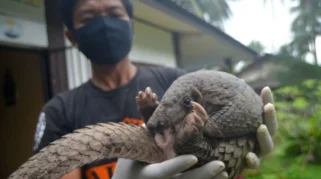 Gubernur Banten Perketat Pengawasan Usai Penemuan 780 Kg Sisik Trenggiling Selundup