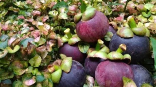 Harga Manggis Banyuwangi Melejit hingga Rp 80 Ribu per Kilogram, Catatan Rekor Tertinggi