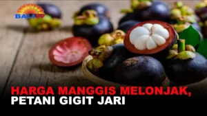 Harga Manggis Melonjak, Banyuwangi Bidik Pengembangan Komoditas