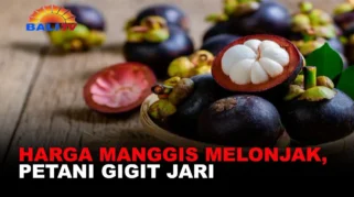 Harga Manggis Melonjak, Banyuwangi Bidik Pengembangan Komoditas