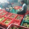 Harga Manggis Melonjak, Petani Banyuwangi Panen Untung