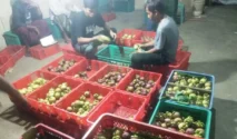 Harga Manggis Melonjak, Petani Banyuwangi Panen Untung
