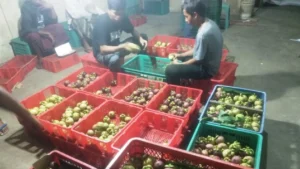 Harga Manggis Melonjak, Petani Banyuwangi Panen Untung