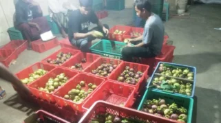 Harga Manggis Melonjak, Petani Banyuwangi Panen Untung