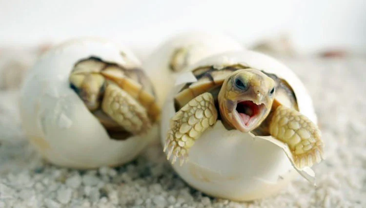 Hari‑hari Krusial: Menyaksikan Penyu Menetas