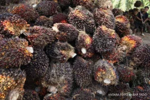 Impor Minyak Sawit India Turun Drastis di Tengah Lonjakan Harga Global