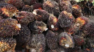 Impor Minyak Sawit India Turun Drastis di Tengah Lonjakan Harga Global
