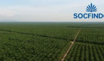 Jas Merah: Sejarah Panjang Perkebunan PT Socfindo di Aceh Singkil