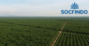 Jas Merah: Sejarah Panjang Perkebunan PT Socfindo di Aceh Singkil