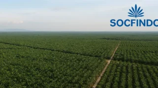 Jas Merah: Sejarah Panjang Perkebunan PT Socfindo di Aceh Singkil