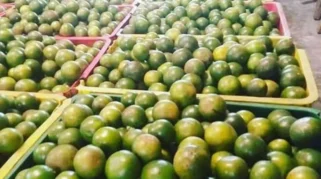 Jeruk Semboro Mulai Manis Meski Belum Musim Panen, Petani Lakukan Petik Selektif