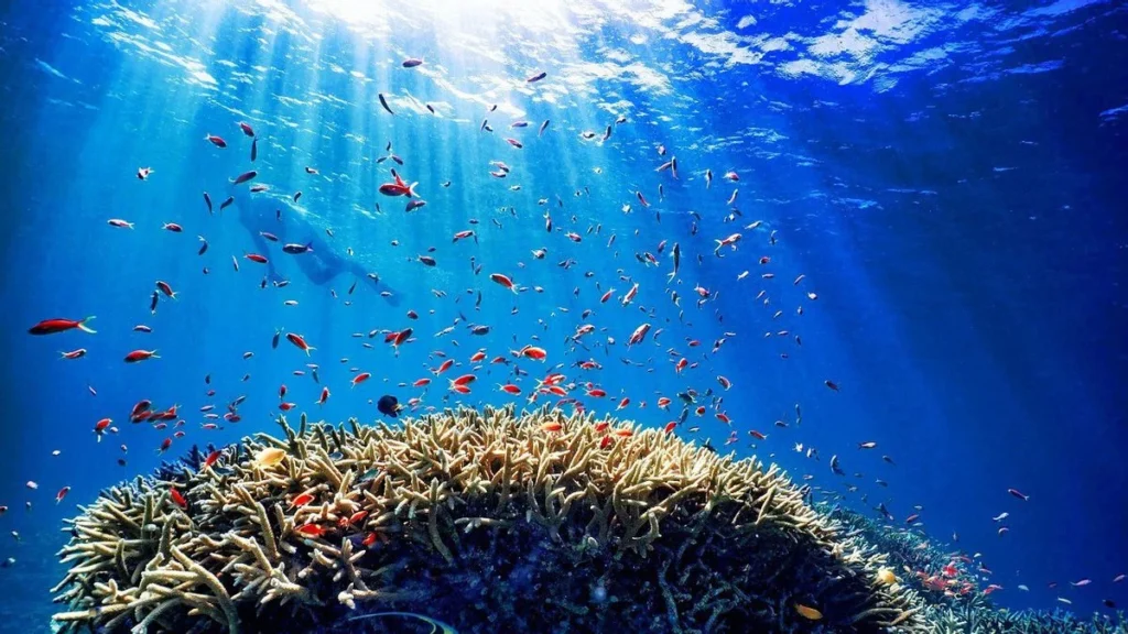 Keindahan Bawah Laut yang Memukau