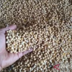 Kementan Jaga Stabilitas Harga Kedelai Impor di Rp11.500 per Kg