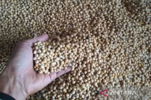 Kementan Jaga Stabilitas Harga Kedelai Impor di Rp11.500 per Kg