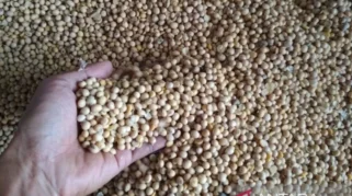 Kementan Jaga Stabilitas Harga Kedelai Impor di Rp11.500 per Kg
