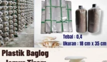 Kenaikan Harga Plastik Membebani UMKM Jamur Tiram di Banyuwangi