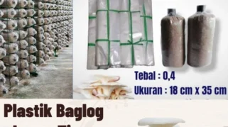 Kenaikan Harga Plastik Membebani UMKM Jamur Tiram di Banyuwangi