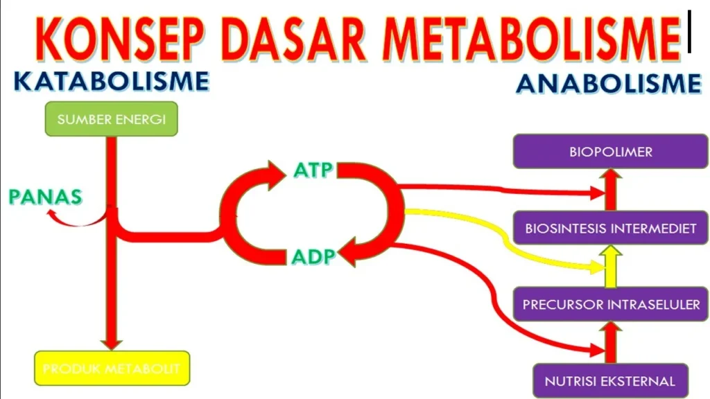 Kesalahan Umum yang Menghambat Metabolisme
