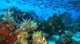 Keunikan fauna laut di perairan Sukamade: Gambaran umum ekosistem