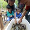 KKN 3T UNEJ Gagas Mini Hilirisasi Kepiting Bakau di Warimak, Raja Ampat