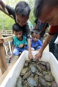 KKN 3T UNEJ Gagas Mini Hilirisasi Kepiting Bakau di Warimak, Raja Ampat