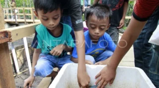 KKN 3T UNEJ Gagas Mini Hilirisasi Kepiting Bakau di Warimak, Raja Ampat