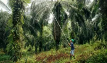Konflik Global Dorong Harga Komoditas, Petani Indonesia Raup Keuntungan