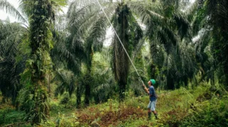Konflik Global Dorong Harga Komoditas, Petani Indonesia Raup Keuntungan