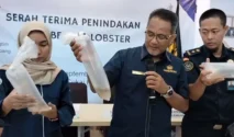Koper Berisi 37.000 Benih Lobster Senilai Rp 2 Miliar Digagalkan Polisi di Soetta, Lima Pelaku Ditangkap