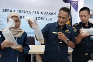 Koper Berisi 37.000 Benih Lobster Senilai Rp 2 Miliar Digagalkan Polisi di Soetta, Lima Pelaku Ditangkap