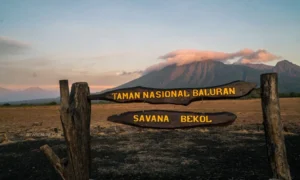 Lokasi SPBU terdekat dari Taman Nasional Baluran yang Patut Diperhatikan