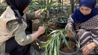 Mahasiswa KKN UNMUH Jember Dorong Pemberdayaan Masyarakat Lewat Tanaman Obat Keluarga (TOGA)