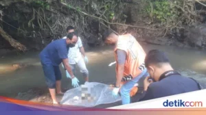 Mayat Bayi Laki-laki Ditemukan Mengambang di Sungai Kembiritan, Banyuwangi