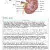 Memahami Fungsi dan Risiko Ginjal
