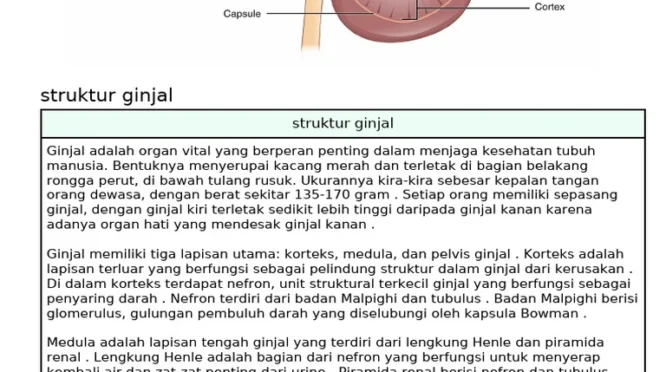 Memahami Fungsi dan Risiko Ginjal