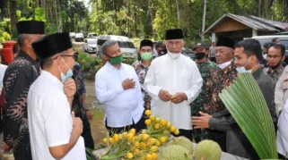 Mendes PDT Serahkan 2 Juta Bibit Kelapa dan Pinang untuk Warga Pariaman