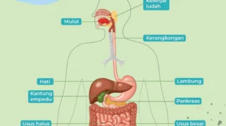 Mengenal Sistem Pencernaan Secara Sederhana