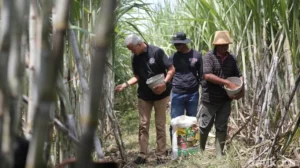 Menteri Pertanian Dengar Keluhan Petani soal Gula Impor yang Membanjiri Pasar