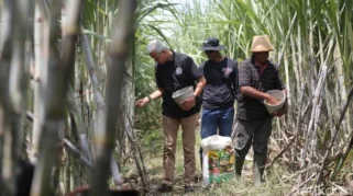 Menteri Pertanian Dengar Keluhan Petani soal Gula Impor yang Membanjiri Pasar